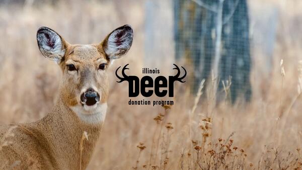 A deer in a field in front of a tree